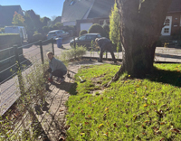 Herbstaktion im Kindergarten 'An der Windmühle 'Platanenschneiden und Neuanpflanzung'