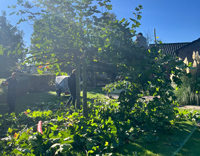 Herbstaktion im Kindergarten 'An der Windmühle 'Platanenschneiden und Neuanpflanzung'